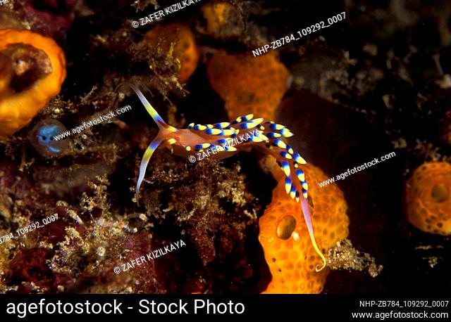 Nudibranch, Phidiana indica, Komodo Indonesia.  Date: 18/09/2004  Ref: ZB784-109292-0007  COMPULSORY CREDIT: Oceans Image/Photoshot