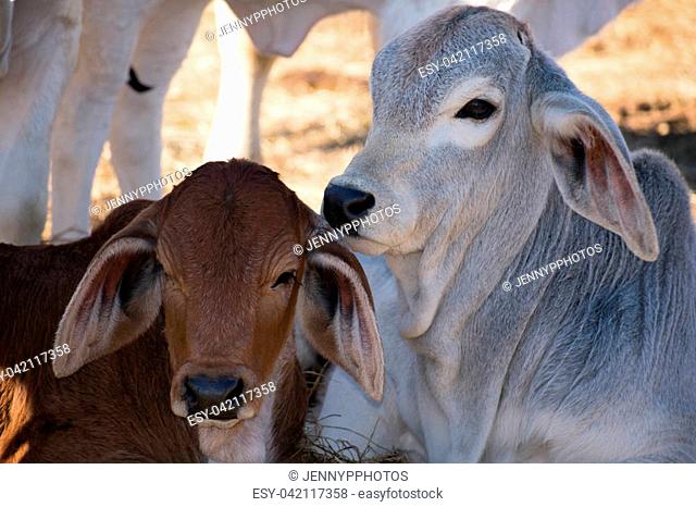 two Brahma calves laying next to each other during the day