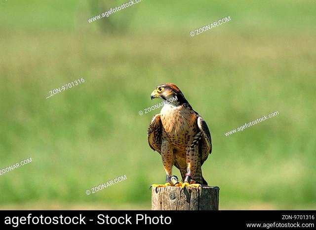 Kestrel falcon sitting on a wooden pole in green nature