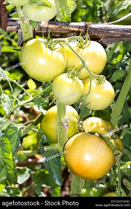 Close view of the tomato vegetable on the farmland