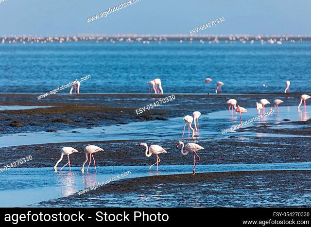 bird Rosy Flamingo feeding in mud in Walvis Bay reservation, Namibia, Safari wildlife