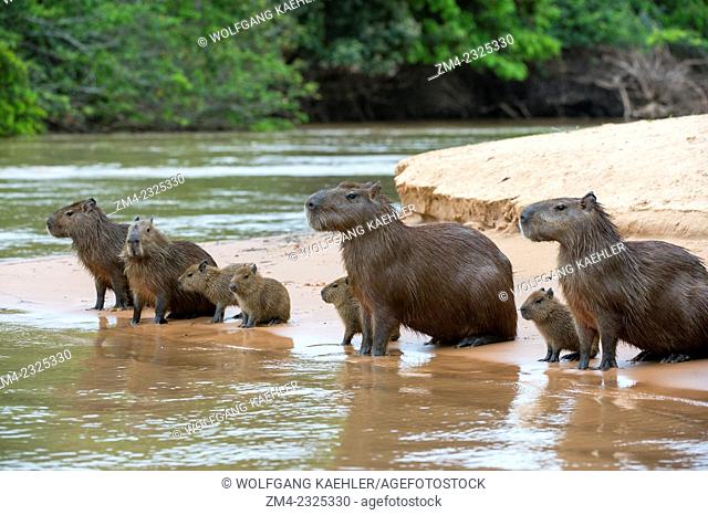 Capybara (Hydrochoerus hydrochaeris) family on a beach at a tributary of the Cuiaba River near Porto Jofre in the northern Pantanal