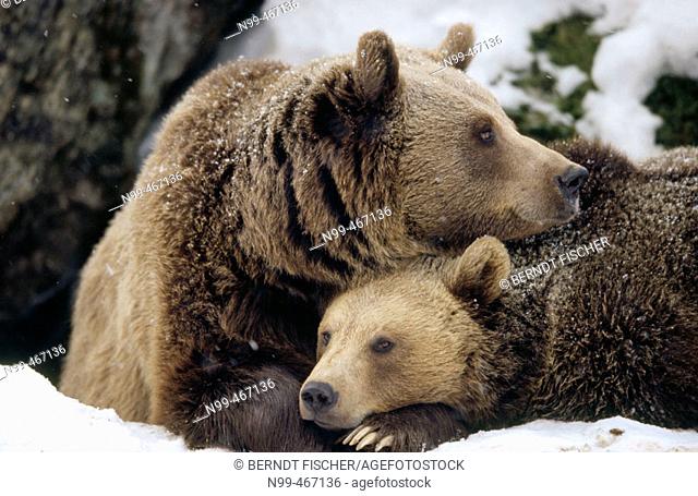 Brown near (Ursus arctos). Mother and cub. Intimity, lying in front of their den. National Park Bavarian Forest. Germany