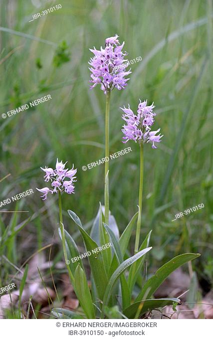 Military Orchid (Orchis militaris), Baden-Württemberg, Germany