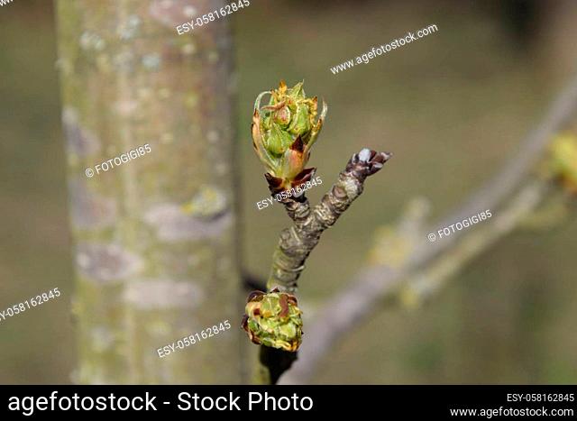 Blossoming buds of pear tree. Dissolve kidney pears. Spring in the garden
