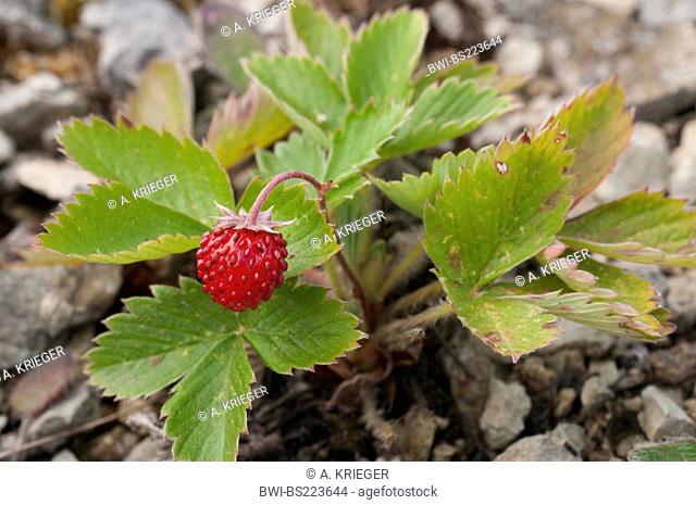 wild strawberry, woodland strawberry, woods strawberry (Fragaria vesca), with mature fruits, Germany, Saarland
