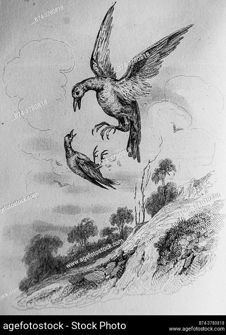 the linot, florian fables illustrated by victor adam, publisher delloye, desme 1838
