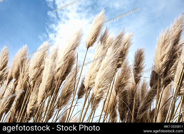 Pampas grass in the sky, Abstract natural background of soft plants Cortaderia selloana moving in the wind. Bright and clear scene of plants similar to feather...