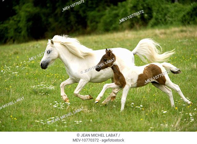 Miniature American Horse - adult and foal cantering
