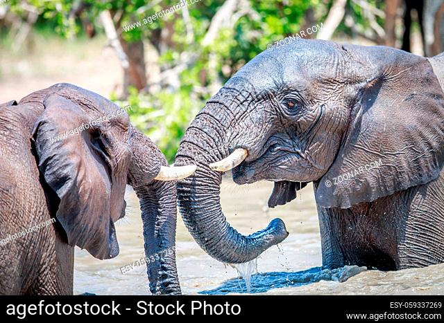 Two African Elephants playing in water in the Kruger National Park, South Africa