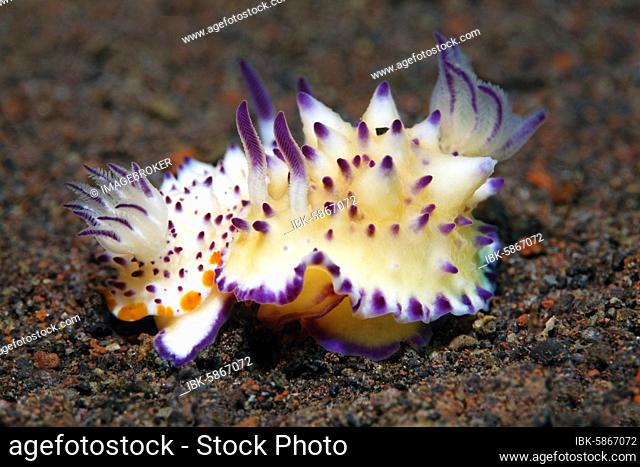 Bumpy Mexichromis ( Mexichromis multituberculata) , Star snails during mating, Bali, Indopacific, Indonesia, Asia