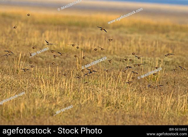Twite (Acanthis flavirostris) Twite, songbirds, animals, birds, finches, Twite flock, non-breeding plumage, in flight over saltmarsh, Norfolk, England