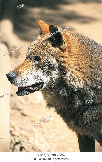 Italy - Abruzzo National Park - apennine wolf