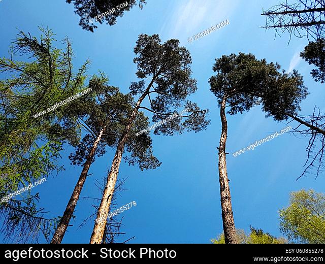 Kiefernwald, Pinus; sylvestris; Nationalpark, Kellerwald-Edersee