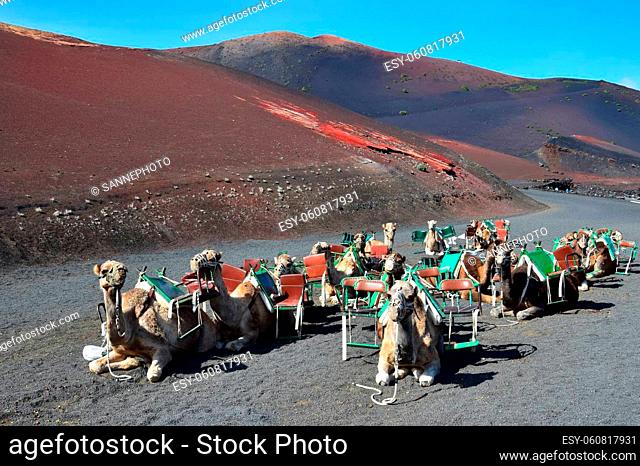 Colorful volcanic landscape at the Timanfaya National Park. Camels waiting for the next tourist ride. Lanzarote, Canary Islands, Spain