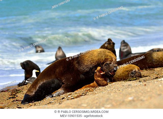 Southern / Patagonian / South American Sea Lion (Otaria flavescens). male and female mating - Peninsula Valdes, Patagonia, Argentina, South Atlantic