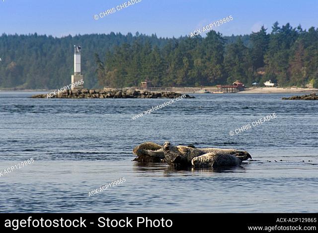 Harbour seals (Phoca vitulina), sunning on a rock, Salish Sea near Sidney, BC, Canada