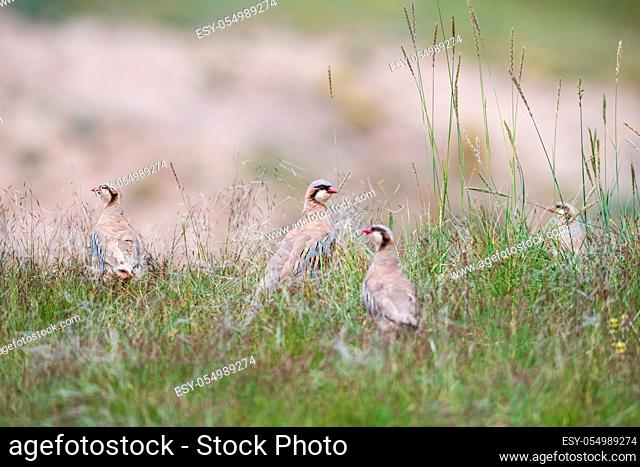 chukar partridge family in the grass, alectoris chukar