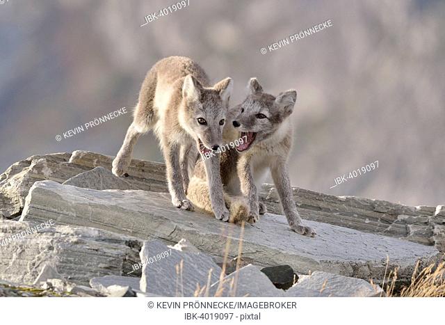 Young Arctic foxes (Vulpes lagopus, syn. Alopex lagopus) playing, Dovrefjell- Sunndalsfjella National Park, Norway