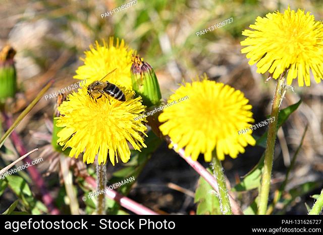 a busy bee on a flowering dandelion, bees, insects. Flower, honeybee. | usage worldwide. - Munich/Bayern/Deutschland