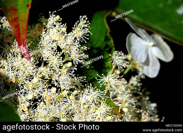 Kletterhortensie (Hydrangea petiolaris), Kletter-Hortensie - Blütenstand