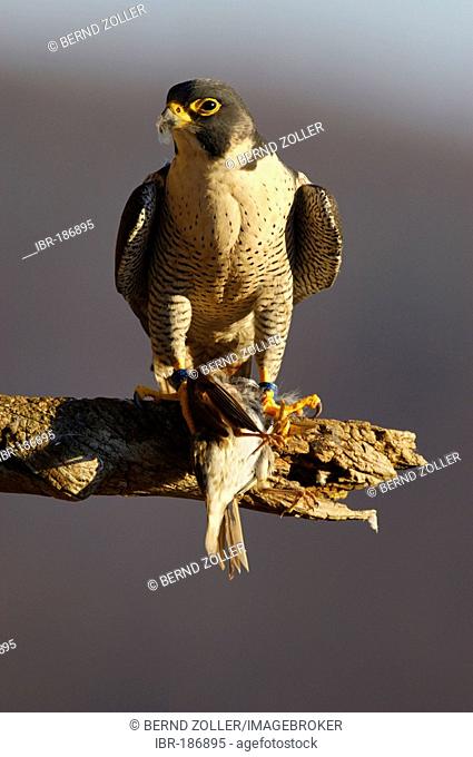 Peregrine Falcon (Falco peregrinus) sits on a branch with his prey, a dead Tree Pipit (Anthus trivialis), Germany