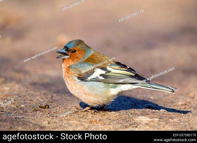 Common Chaffinch (Fringilla coelebs) sitting on the ground in the nature reserve Moenchbruch near Frankfurt, Germany