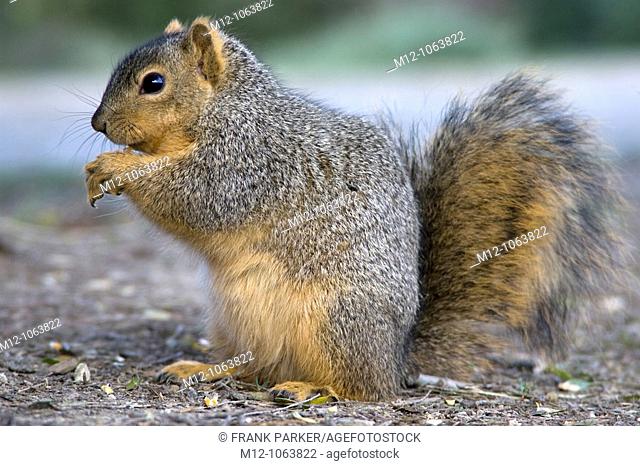 Californian Ground Squirrel Feeding