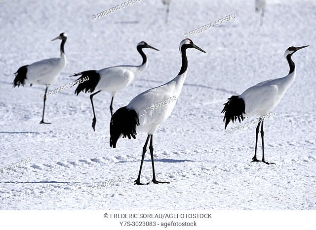 Japanese cranes, tancho, in winter, Kushiro, Hokkaido, Japan, Asia