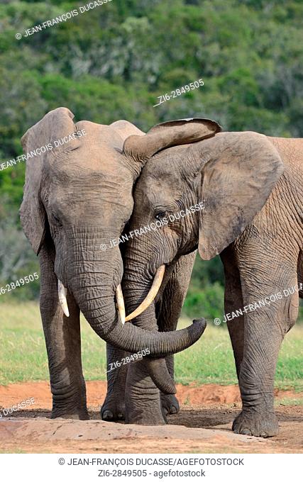 African bush elephants (Loxodonta africana), two bulls twisting their trunks at waterhole, Addo Elephant National Park, Eastern Cape, South Africa, Africa
