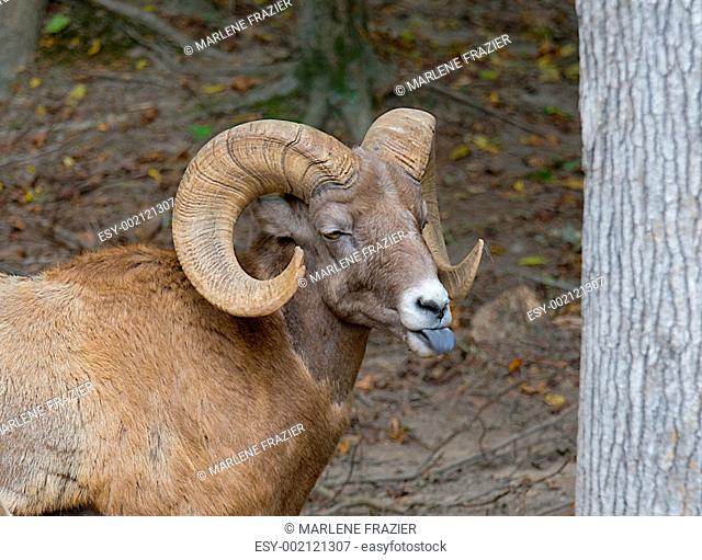 Big Horn Sheep - Ovis Canadensis