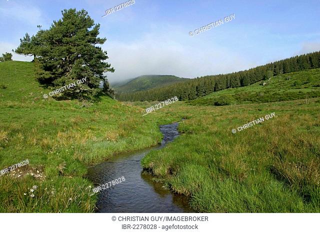 Creek, Monne valley, Auvergne Volcanoes Natural Park, Puy de Dome, Auvergne, France, Europe