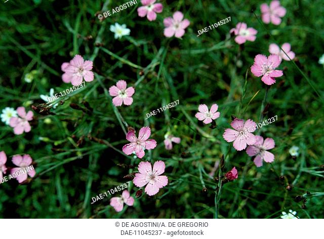 Feathered pink, Cottage Pink or Garden Pink (Dianthus plumarius), Caryophyllaceae