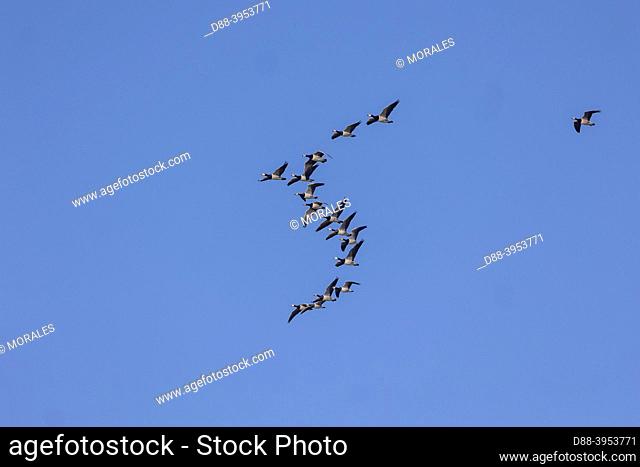 Netherlands, Friesland, Lauversmeer National Park, Barnacle goose (Branta leucopsis), group in flight