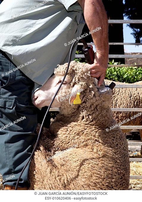 Mature farmer shearing sheep for wool outdoors with clipper