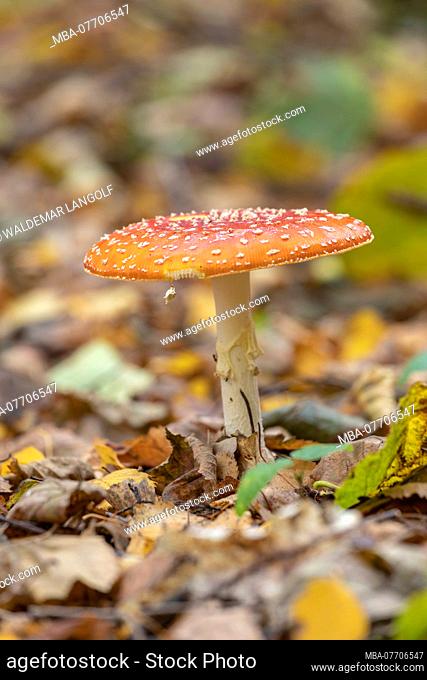 Fly agaric in autumn forest