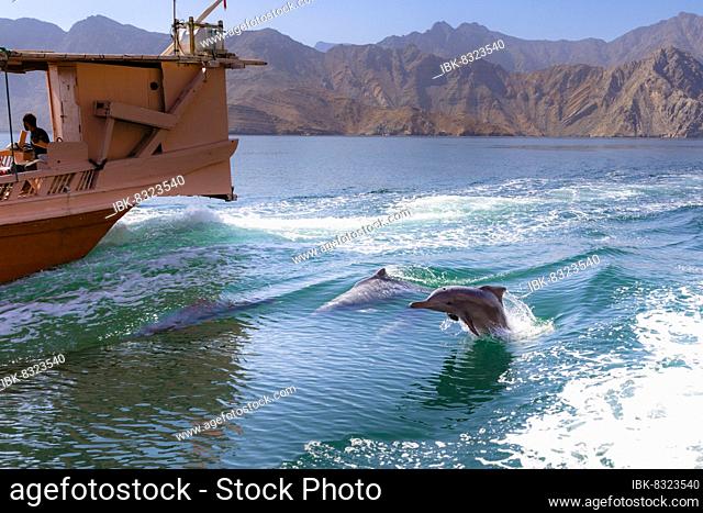 Common dolphins (Delphinus delphis), Fjords or Khor of Musandam, Musandam, Sultanat of Oman