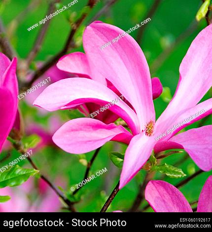 Magnolie - magnolia 19