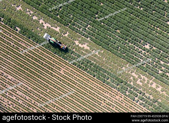 19 July 2023, Saxony, Freital: A harvesting tractor of Bombastus-Werke drives over a sage field and harvests sage leaves for tea production (aerial view with a...