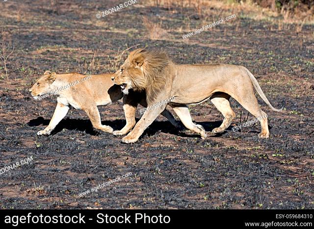Löwenpaar in der Serengeti in Tansania