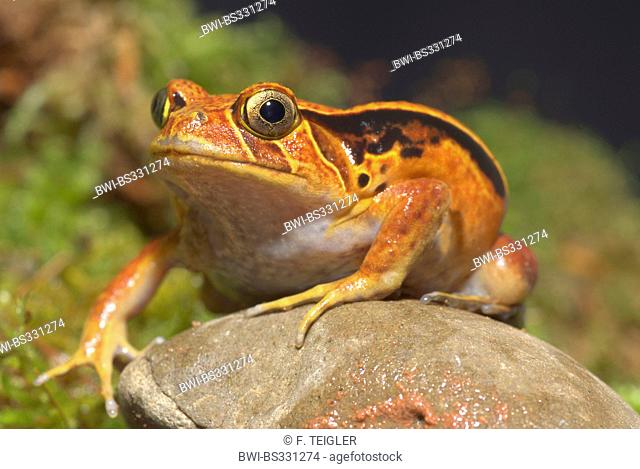 Southern Tomato Frog (Dyscophus guineti), sitting on a stone