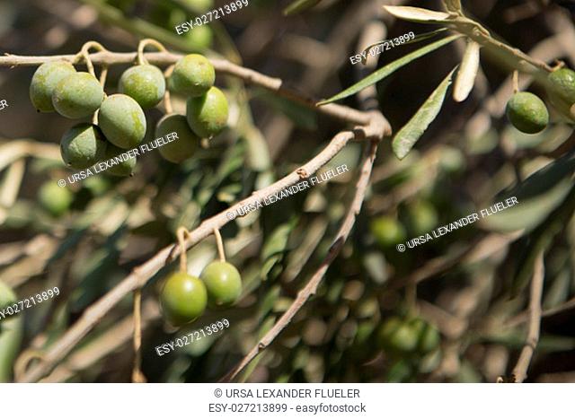 a olive tree near the Rio Guadiana River near the town of Alcoutim at the east Algarve in the south of Portugal in Europe