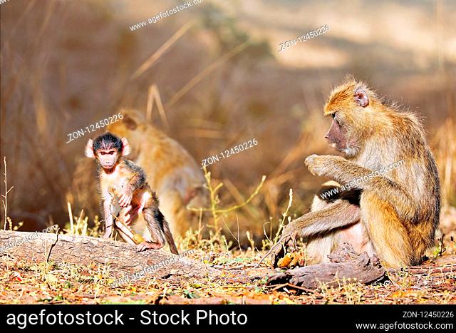 Steppenpaviane, South Luangwa Nationalpark, Sambia, (papio cynocephalus) | baboons, South Luangwa National Park, Zambia, (papio cynocephalus)