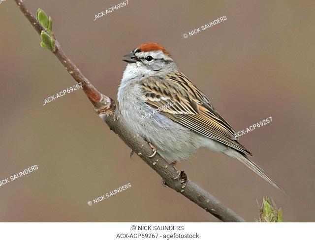 A Chipping Sparrow, Spizella passerina, sings from a perch in Saskatchewan, Canada