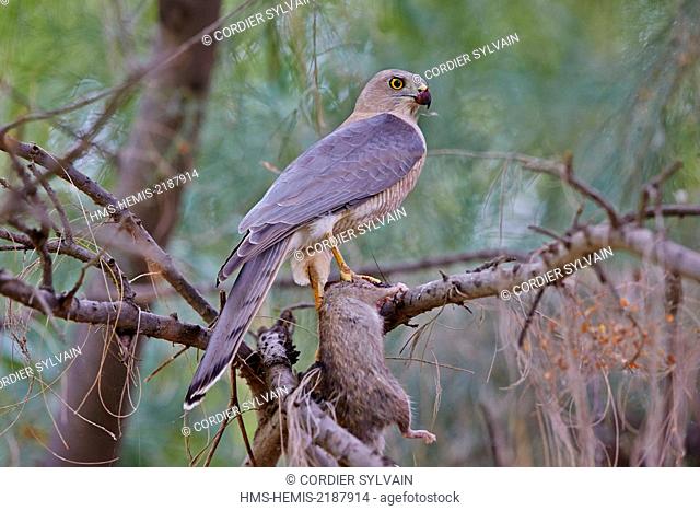 India, Gujarat state, Little Rann of Kutch, Wild Ass Sanctuary, Shikra (Accipiter badius) eating a small rodern (mouse or rat)