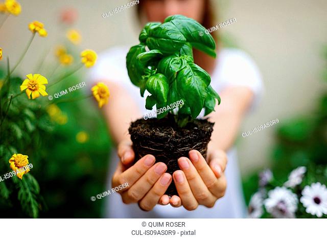 Cropped view of woman holding basil plant in cupped hands