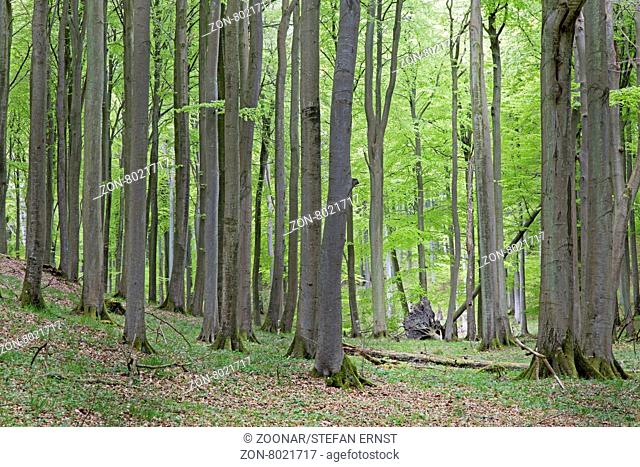 Buchenwald, Rotbuchen (Fagus sylvatica), Nationalpark Jasmund, UNESCO-Weltnaturerbe, Rügen, Mecklenburg-Vorpommern, Deutschland, Europa