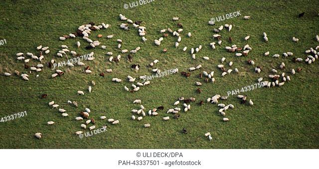 The aerial shows sheep grazing on a meadow near Baden-Baden, Germany, 13 October 2013. Photo: Uli Deck | usage worldwide