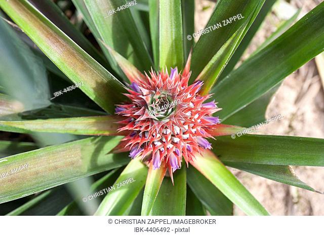 Flowering pineapple (Ananas comosus), pineapple blossom, Kaeng Krachan National Park, Phetchaburi, Thailand