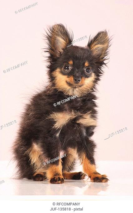 Russian Toy Terrier puppy - sitting - cut out